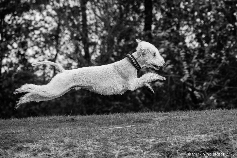 2013-11-05 Svet & Aveline Meddo (NL)-6460-4_2028x1352.jpg